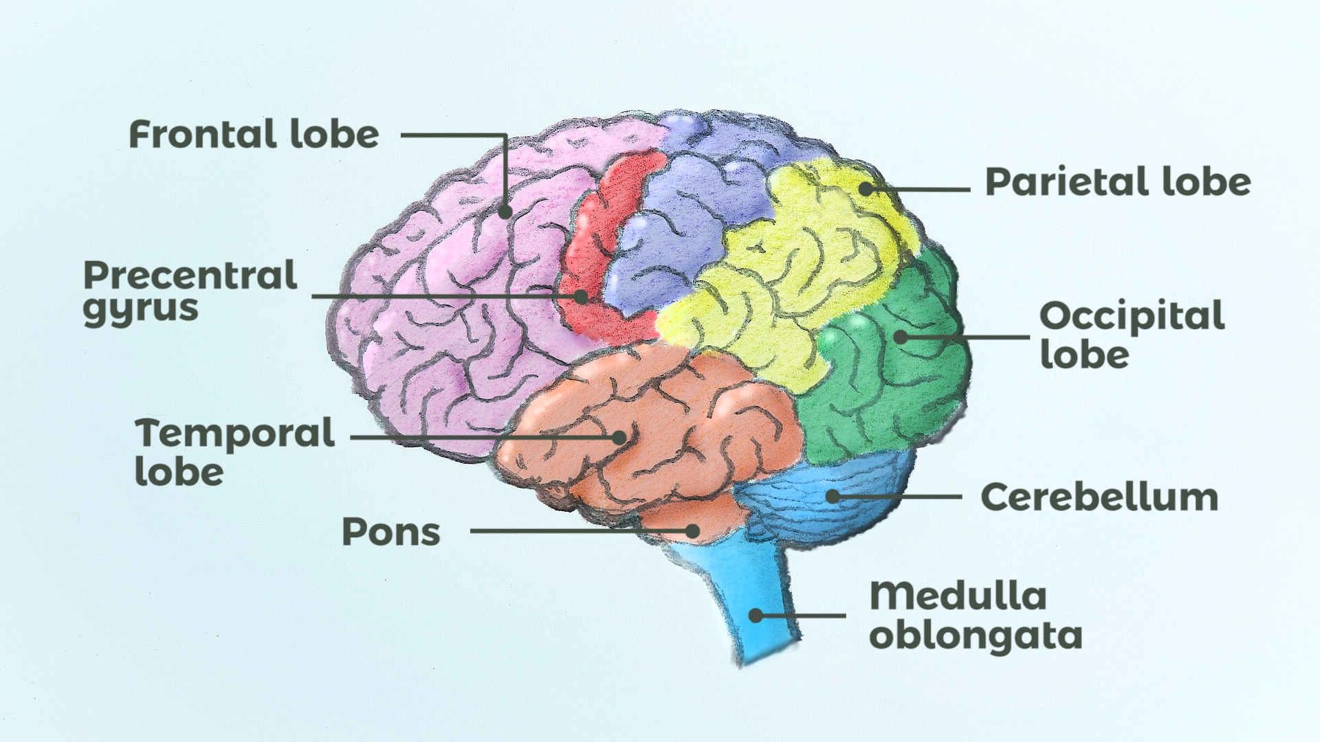 Brain tasks. Human Brain Parts. Parts of the Brain. Human Brain structure. Brain diagram.